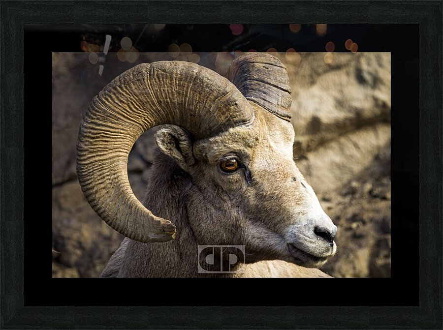 Big Horn Close Up Picture Frame print