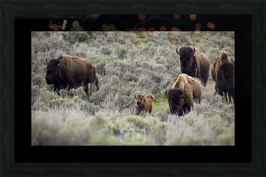 The New King Picture Frame print