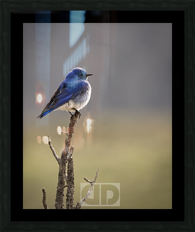 Mountain Bluebird Picture Frame print