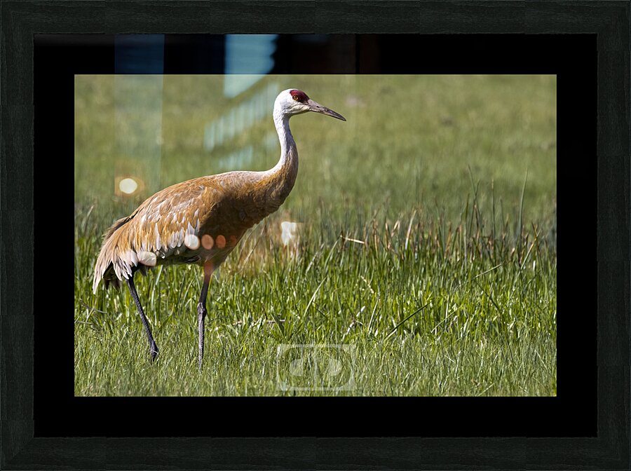Sandhill Crane Picture Frame print