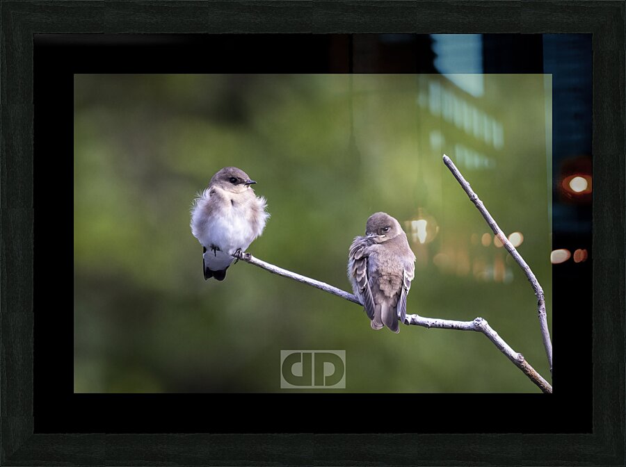 Eastern Phoebe Picture Frame print
