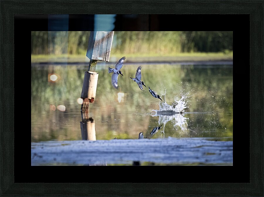 Kingfisher Dive Picture Frame print
