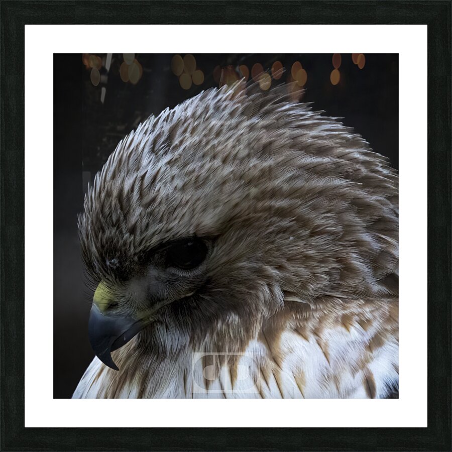 Red Shoulder Hawk Picture Frame print