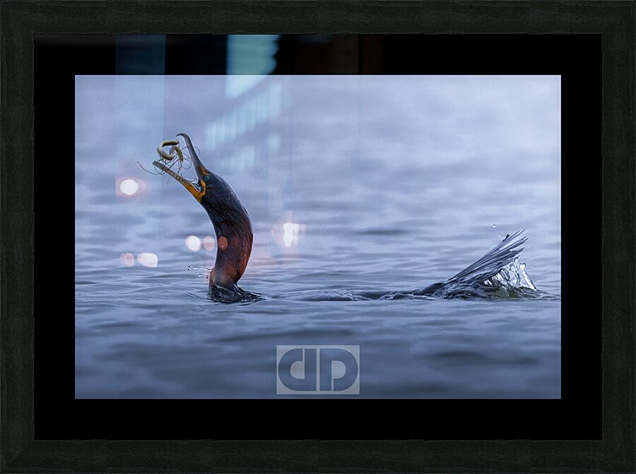 Cormorant Feast Picture Frame print
