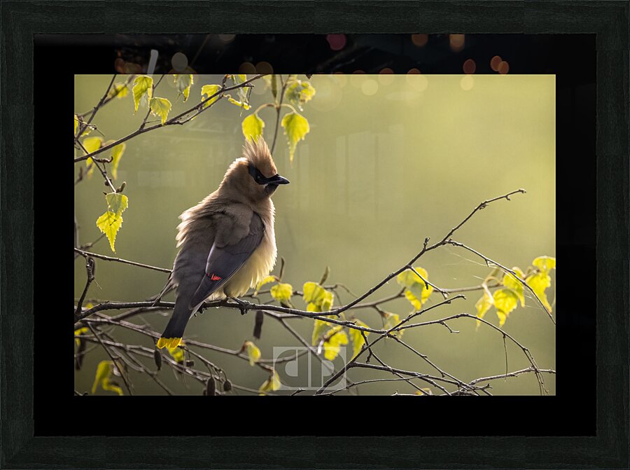 Chunky Cedar Waxwing Picture Frame print