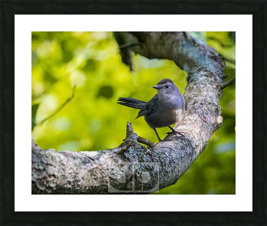 Beautiful Cat Bird Picture Frame print