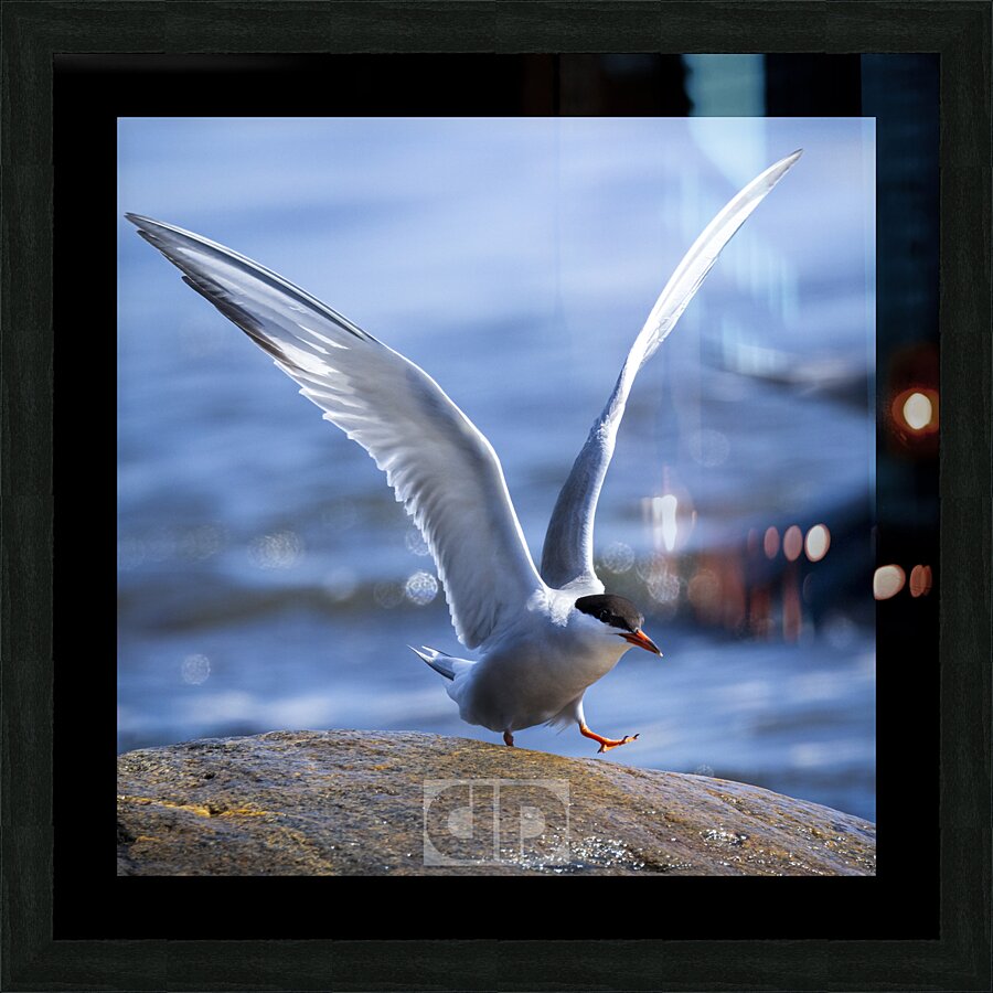 Tern at Sachuest Point Picture Frame print