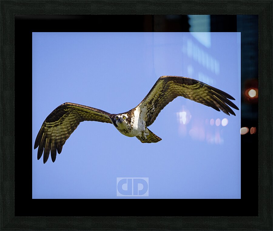 Osprey Lock On Picture Frame print