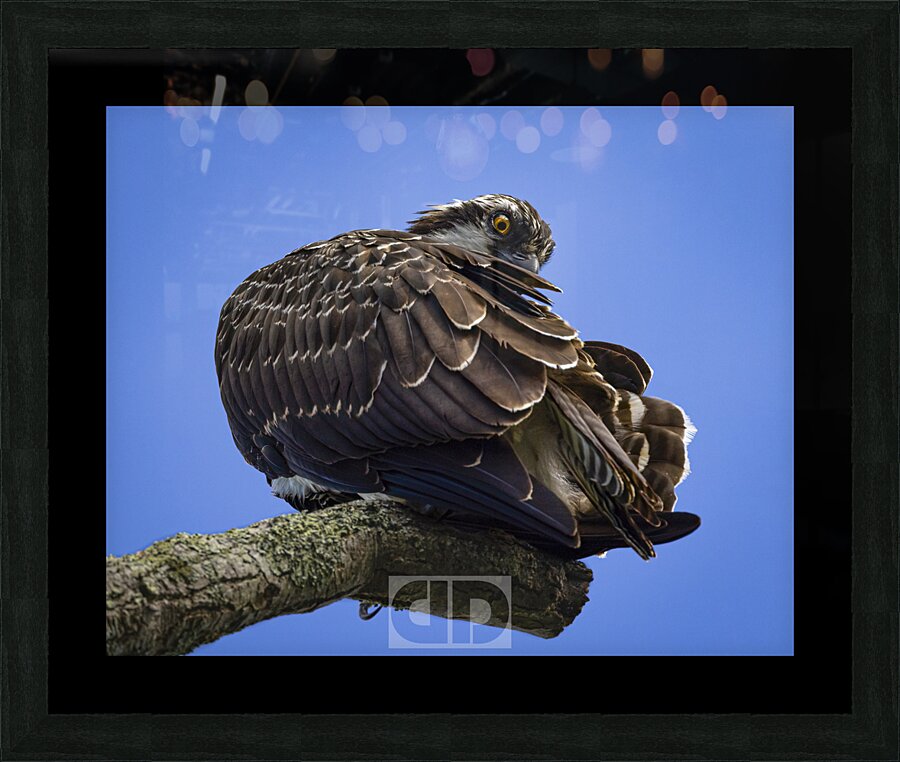Osprey Preen Picture Frame print