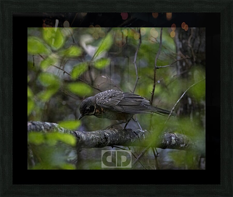 Moody Young Robin Picture Frame print