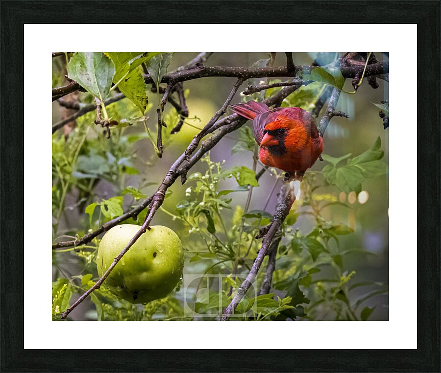 Cardinal With Apple Picture Frame print