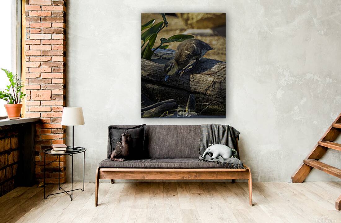 Black Duckling Reproduction