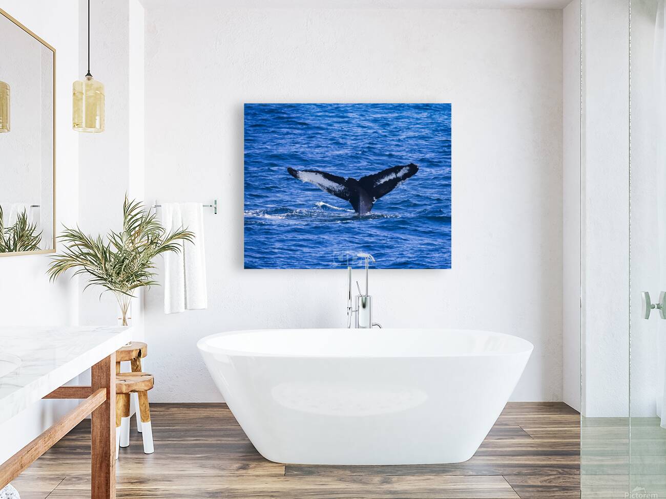 Humpback Whale Reproduction