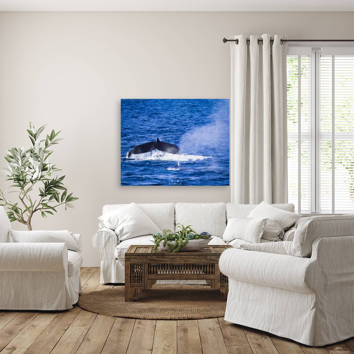 Humpback Whale Pair Reproduction