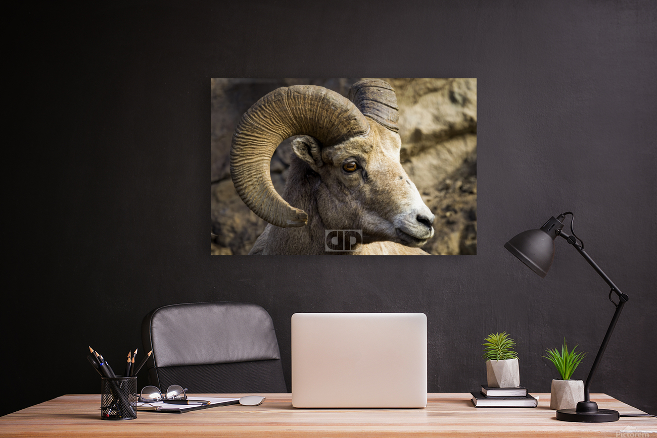 Big Horn Close Up Reproduction