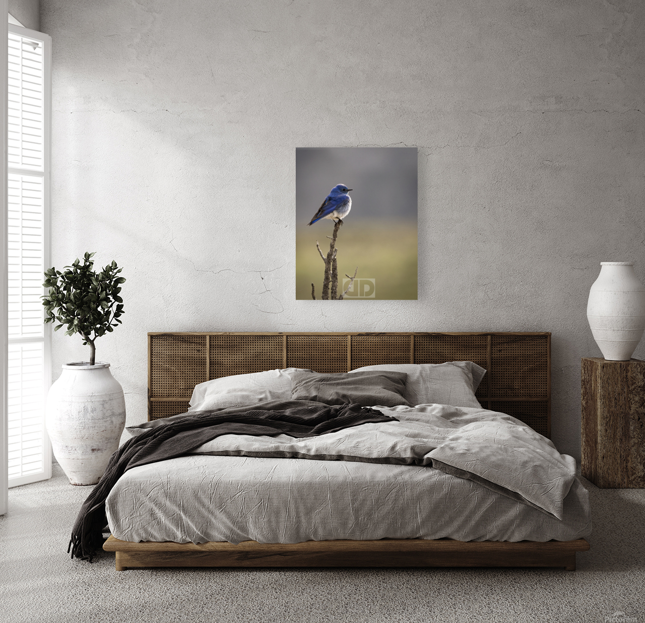 Mountain Bluebird Reproduction