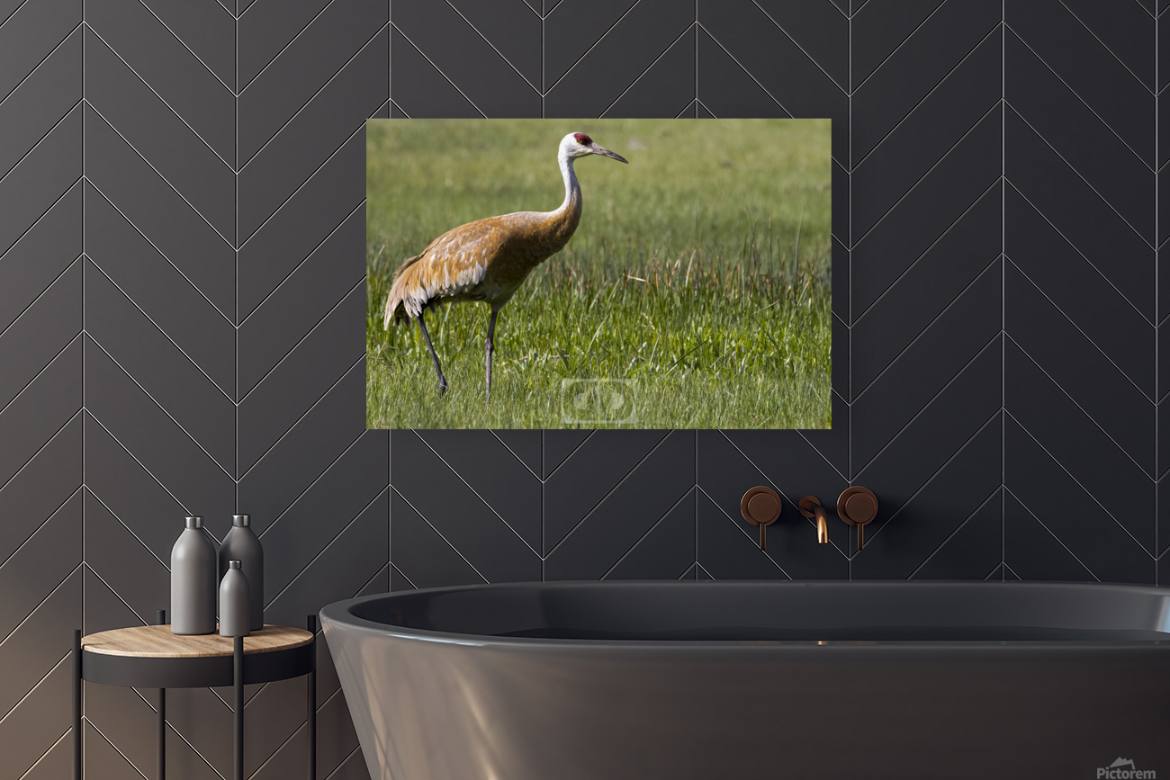 Sandhill Crane Reproduction