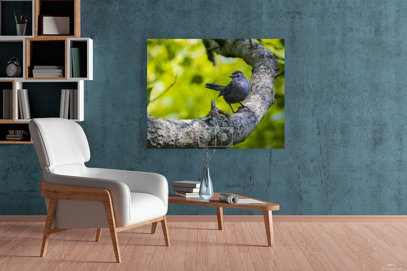 Beautiful Cat Bird Reproduction