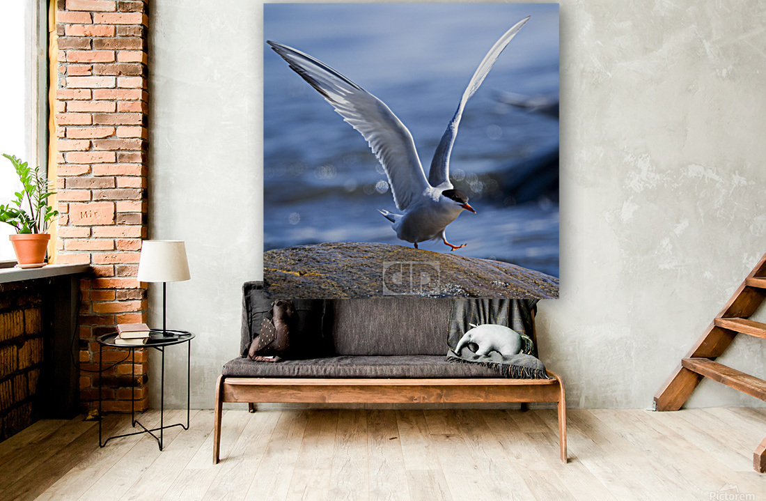 Tern at Sachuest Point Reproduction