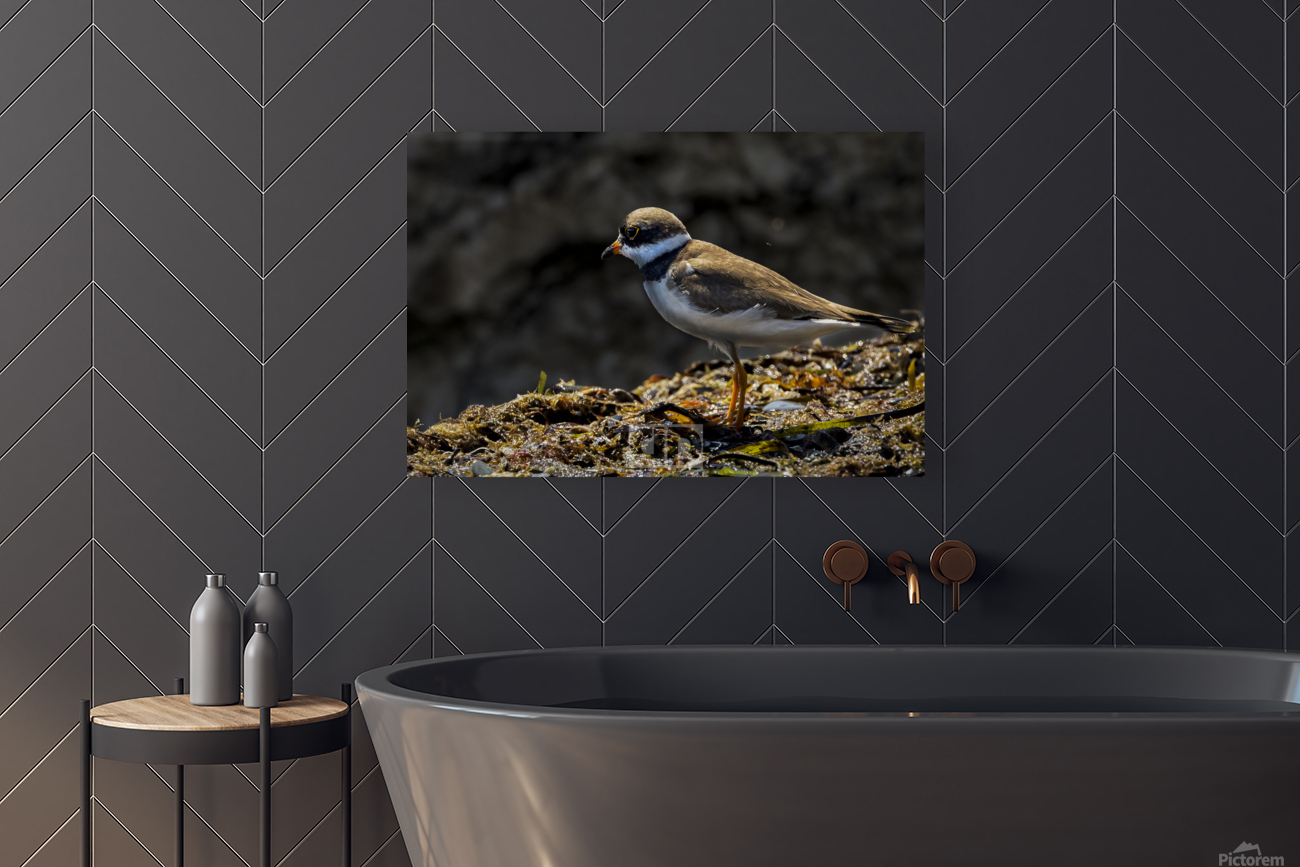 Plover Reproduction