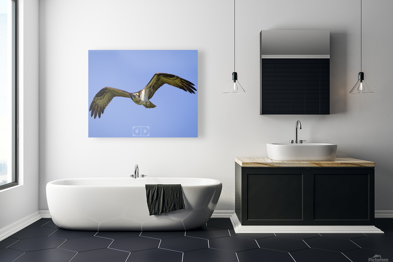 Osprey Lock On Reproduction