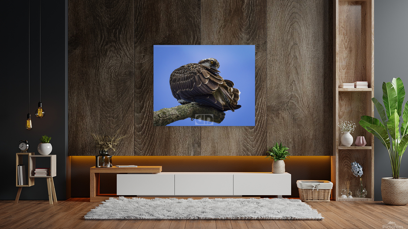 Osprey Preen Reproduction