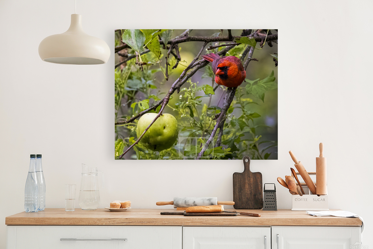 Cardinal With Apple Reproduction