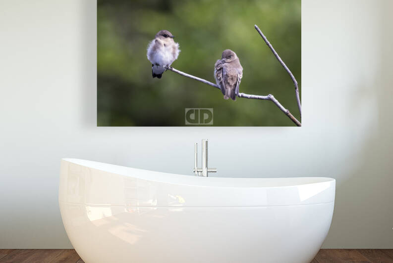 Eastern Phoebe by AWildTime Photos