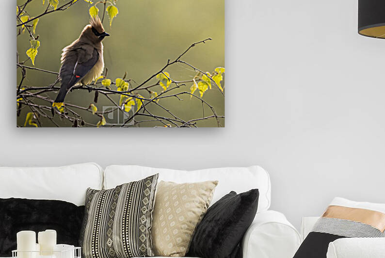 Chunky Cedar Waxwing by AWildTime Photos