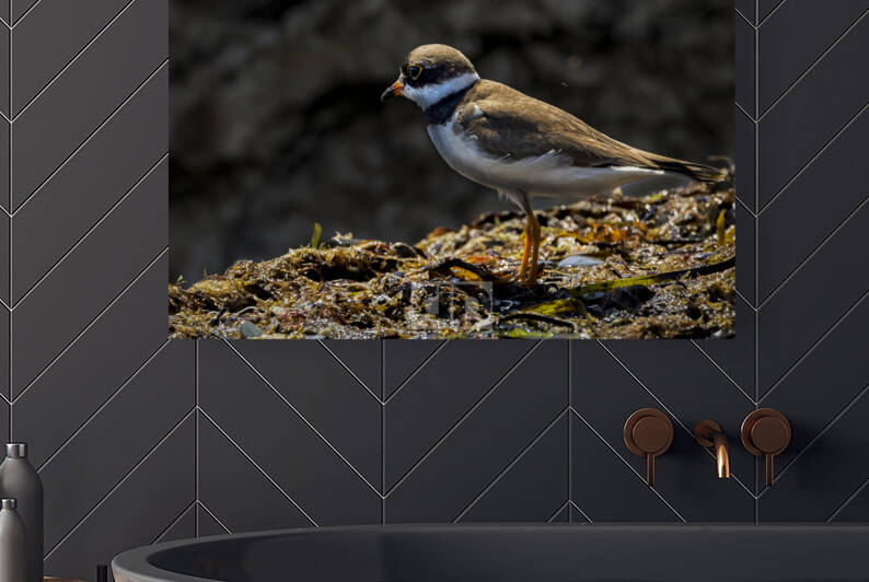Plover by AWildTime Photos