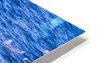 Humpback Whale HD Metal print