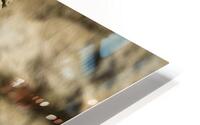 Big Horn Close Up HD Metal print