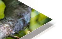 Beautiful Cat Bird HD Metal print
