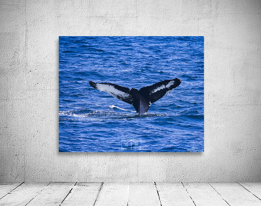 Humpback Whale Wall Preview