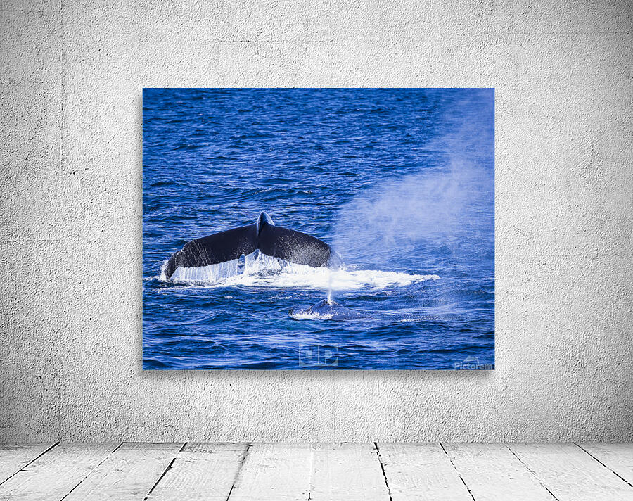 Humpback Whale Pair Wall Preview