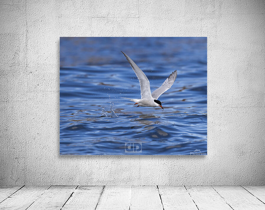 Common Tern Wall Preview