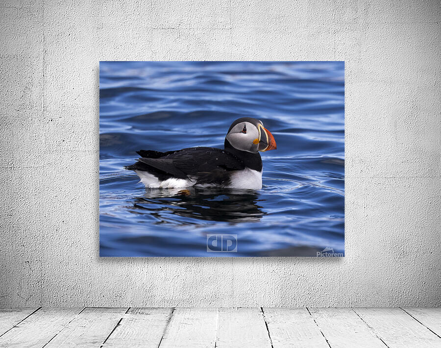 Puffin Swim  Wall Preview