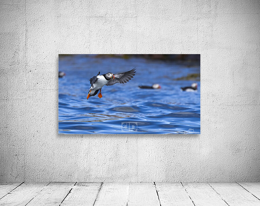 Puffin Landing Wall Preview