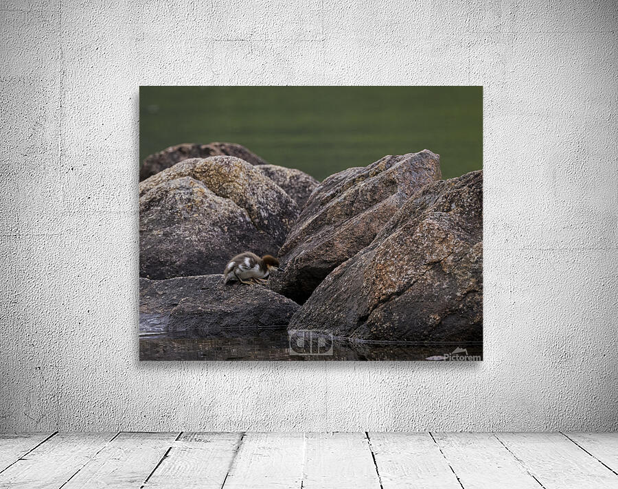 Merganser Duckling Wall Preview