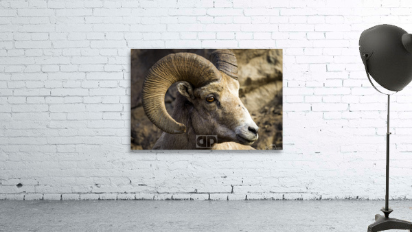 Big Horn Close Up Wall Preview