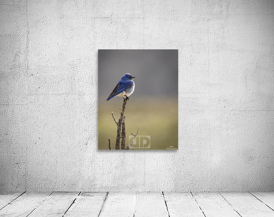 Mountain Bluebird Wall Preview