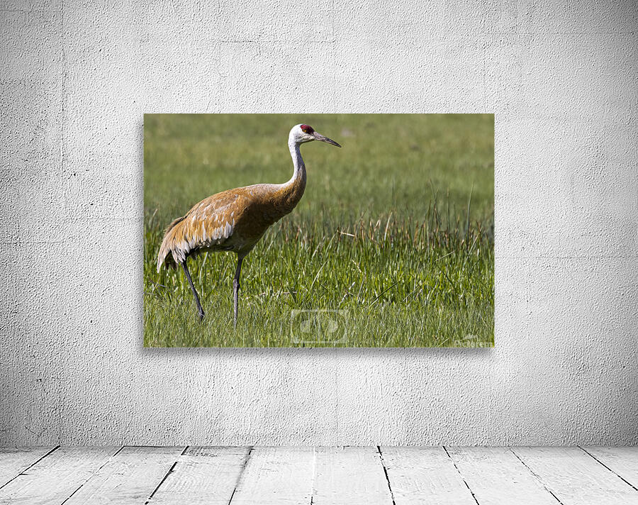 Sandhill Crane Wall Preview
