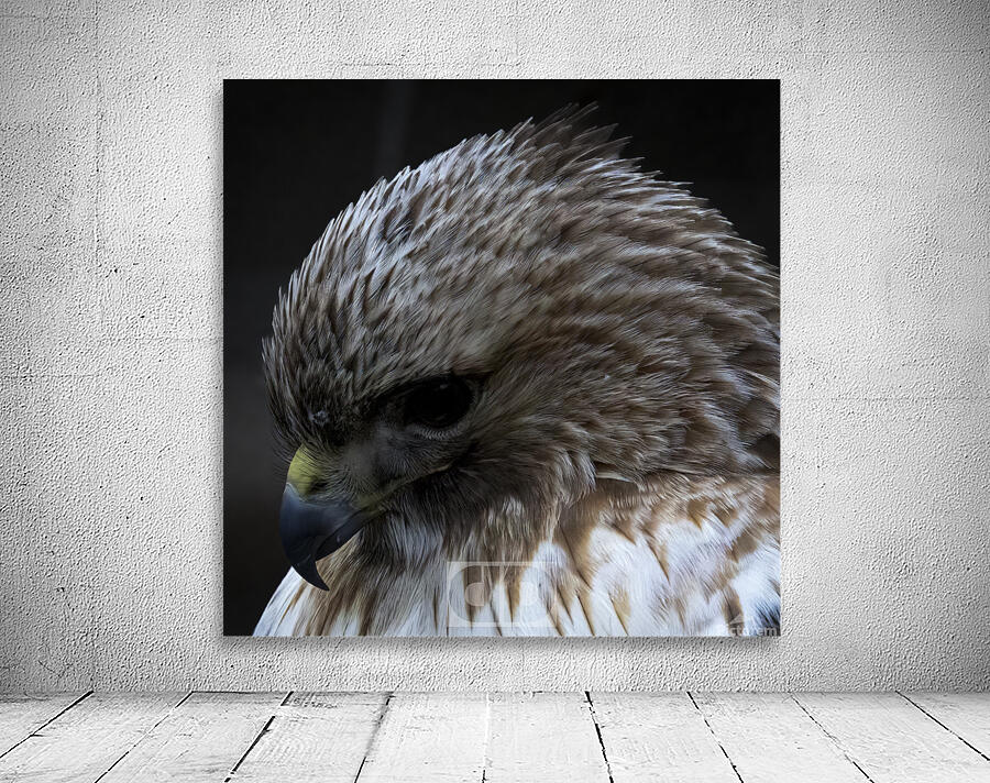 Red Shoulder Hawk Wall Preview