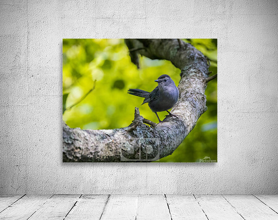 Beautiful Cat Bird Wall Preview