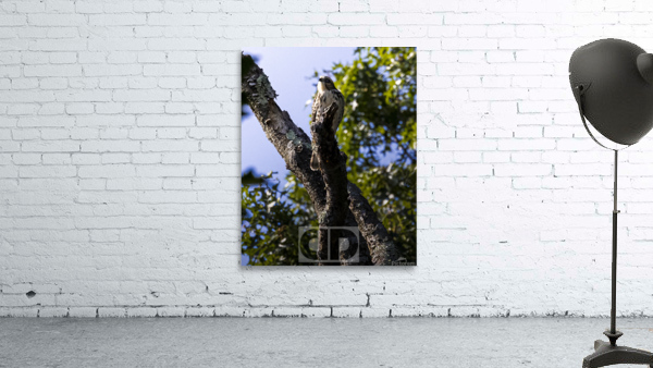 Broad Wing Hawk Portrait Wall Preview
