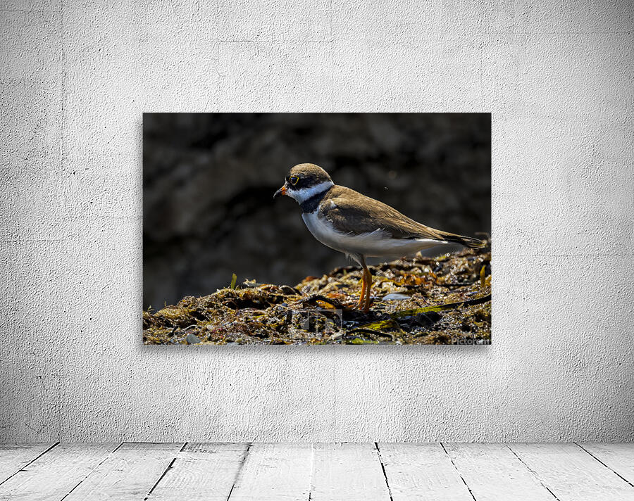 Plover Wall Preview