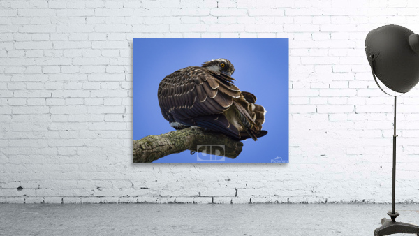 Osprey Preen Wall Preview