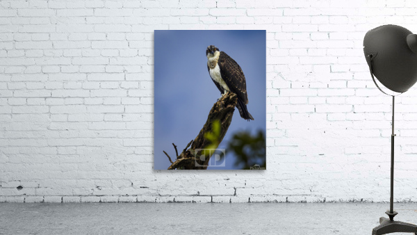 Osprey Portrait Wall Preview
