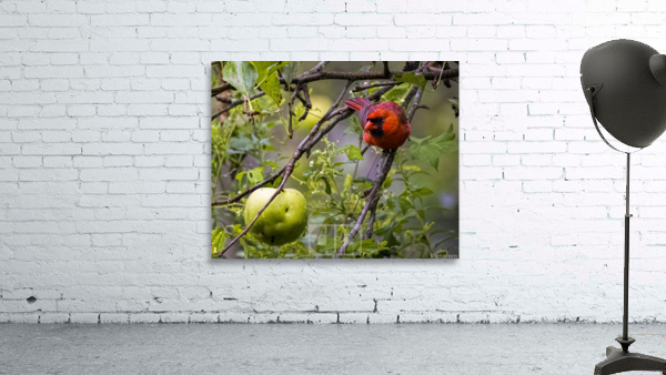 Cardinal With Apple Wall Preview