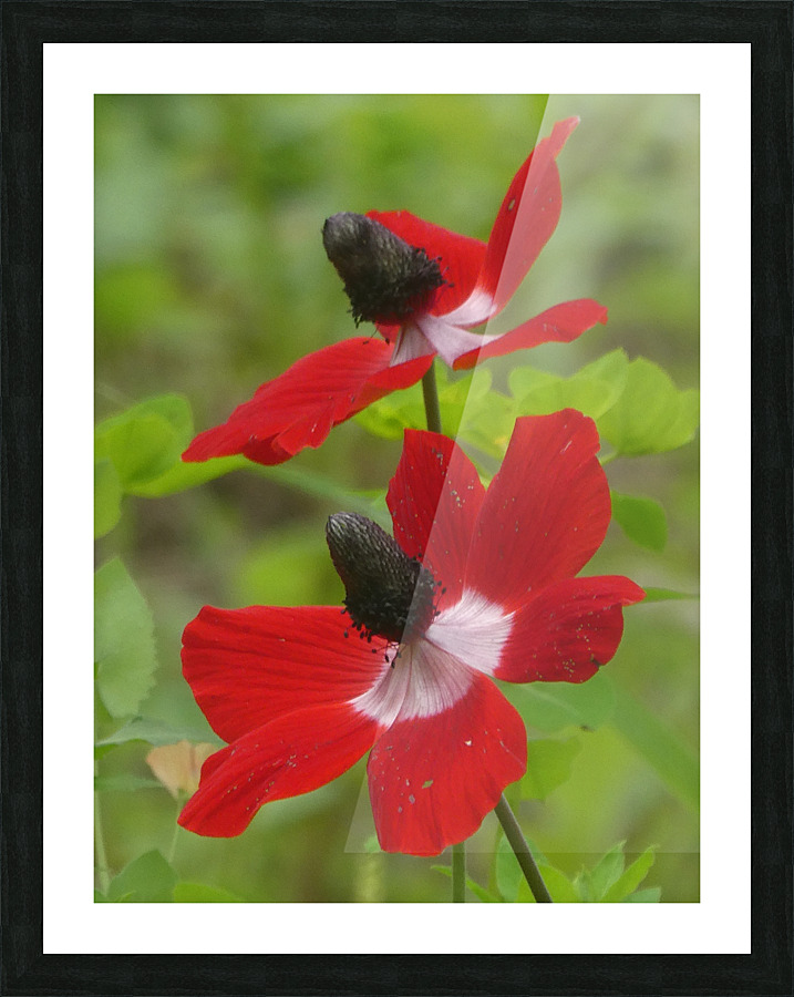 Waiting for the bees Picture Frame print